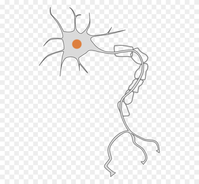 509x720 One Of The Rare Complications Of Dental Treatment Is Neuron Clipart, Bow, Face, Wheel HD PNG Download