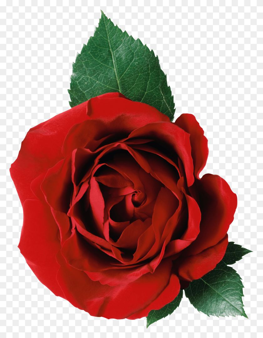 2119x2768 One Rose And Leaves Rose Transparent Background, Flower, Plant, Blossom HD PNG Download