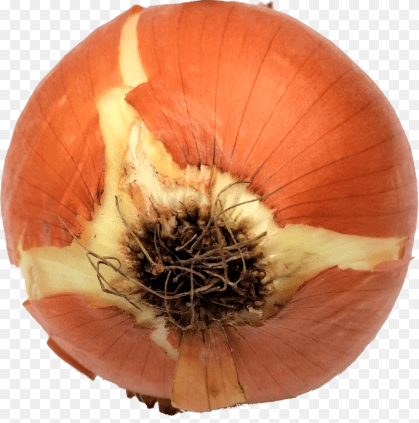 1015x1025 Onion, Food, Produce, Plant, Vegetable PNG