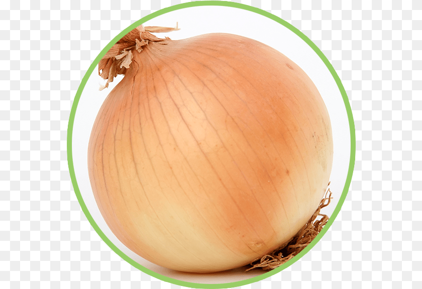 576x576 Onion, Food, Produce, Plant, Vegetable Sticker PNG