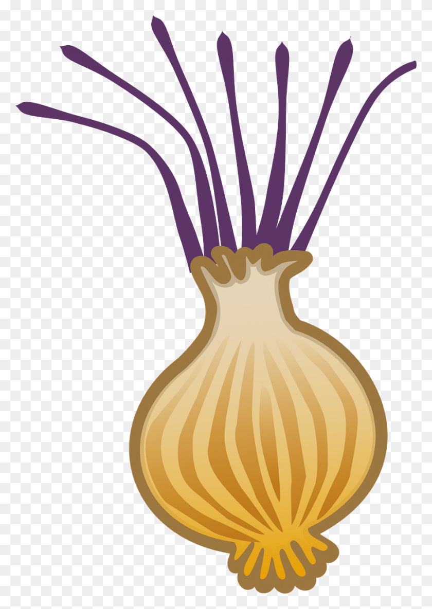 887x1280 Onion Allium Brown Onion Onion, Plant, Vegetable, Food HD PNG Download
