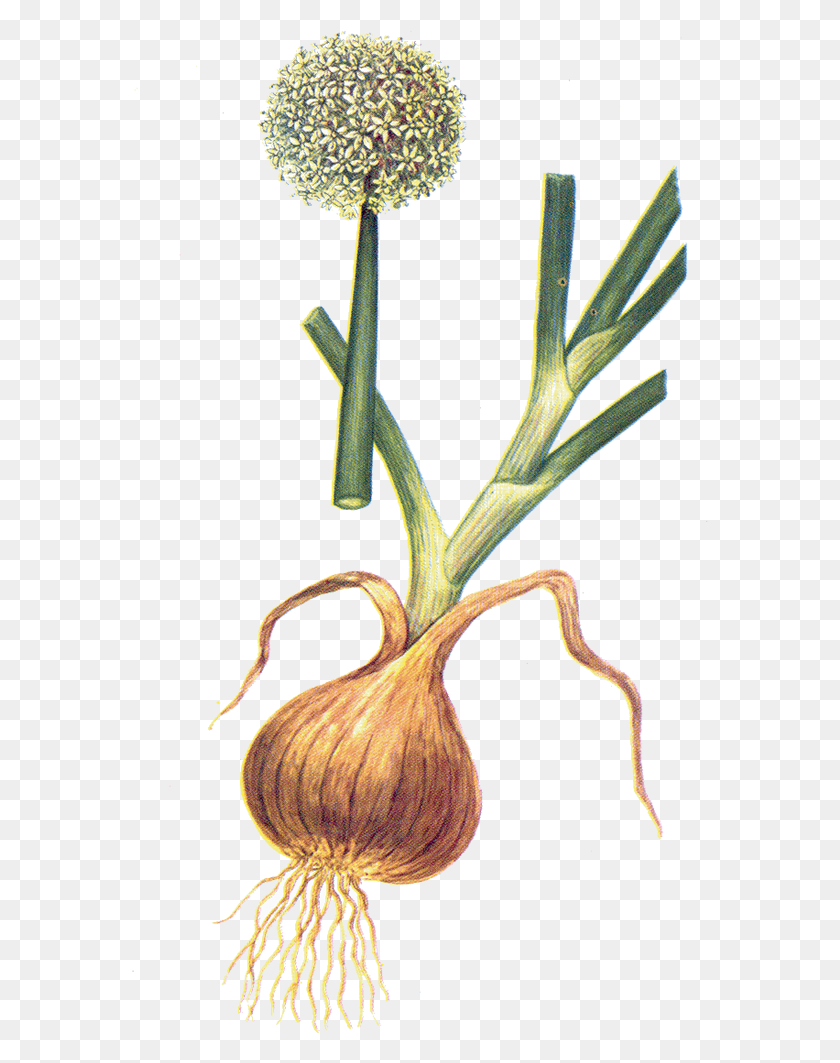 576x1003 Onion Allium Cepa, Plant, Vegetable, Food HD PNG Download