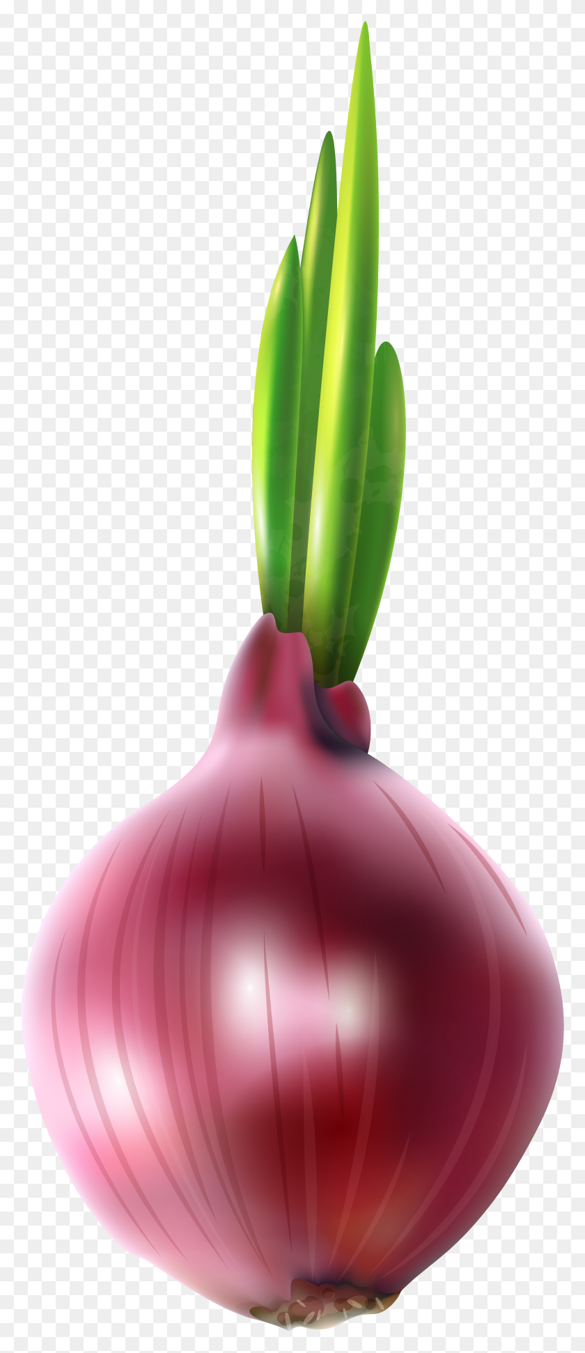 3233x7806 Onion Clipart HD PNG Download