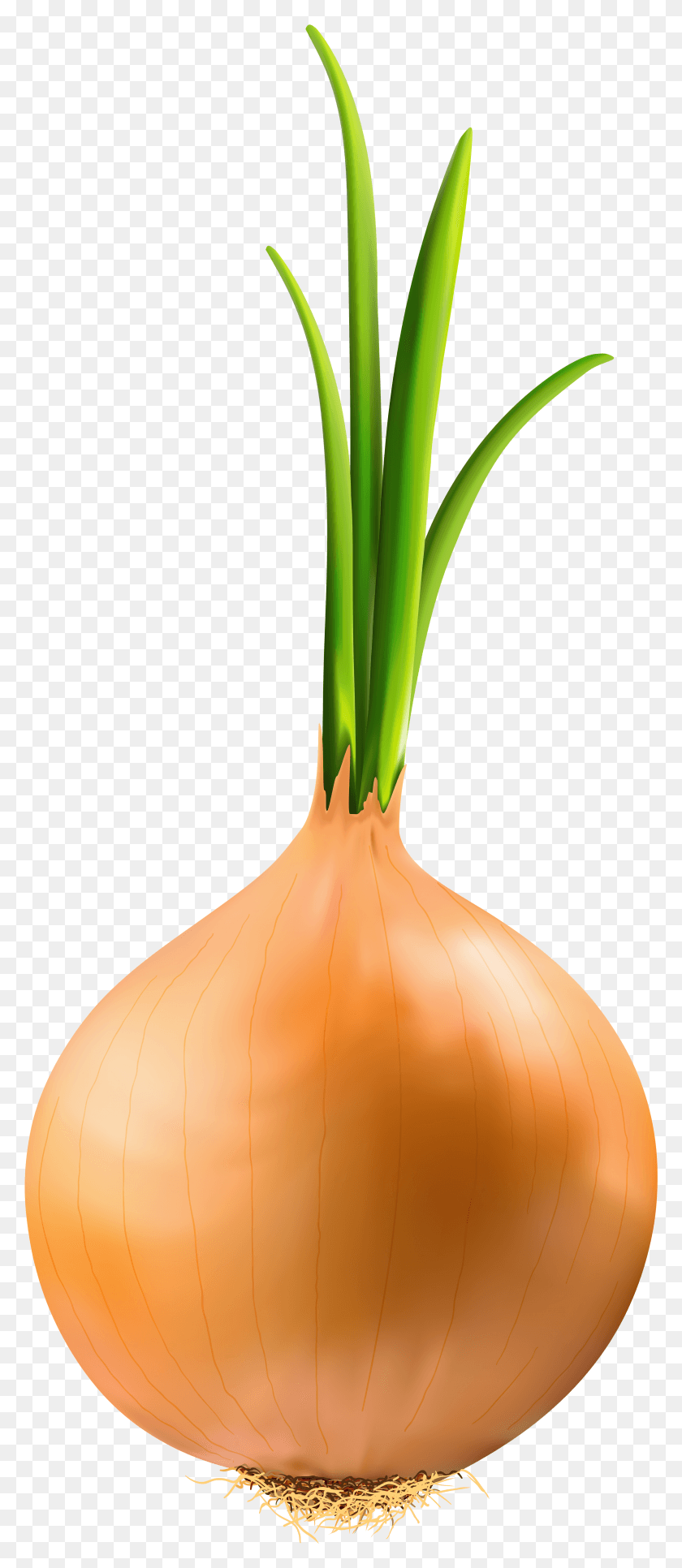3280x7875 Onion Clipart Image Shallot, Plant, Vegetable, Food HD PNG Download