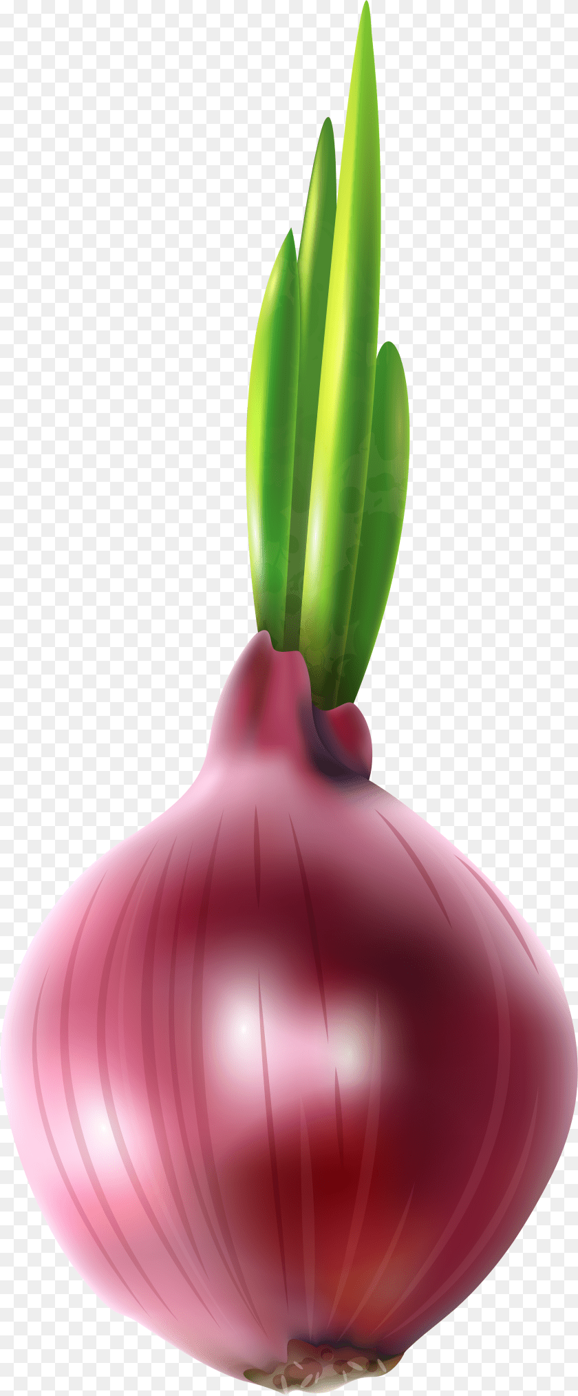 Onion Clipart Tree Red Onion Clipart Sticker PNG