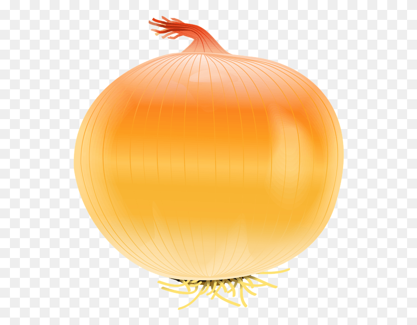 546x595 Cebolla Png / Cebolla Png