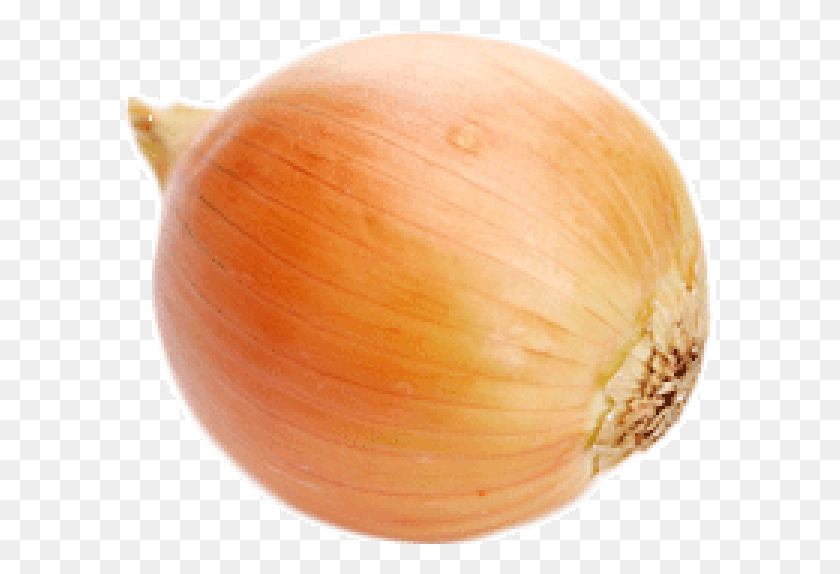 592x514 Onion Free Red Onion No Background, Plant, Shallot, Vegetable HD PNG Download