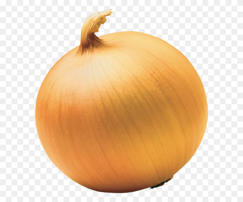 600x638 Onion Free Yellow Onion, Plant, Vegetable, Food HD PNG Download