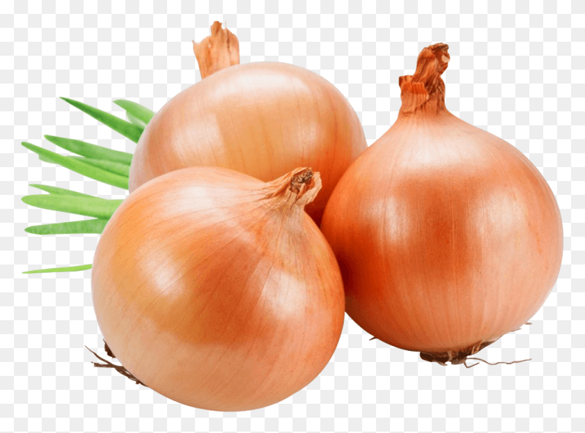 1125x811 Onion Image Fresh Onions, Plant, Shallot, Vegetable HD PNG Download
