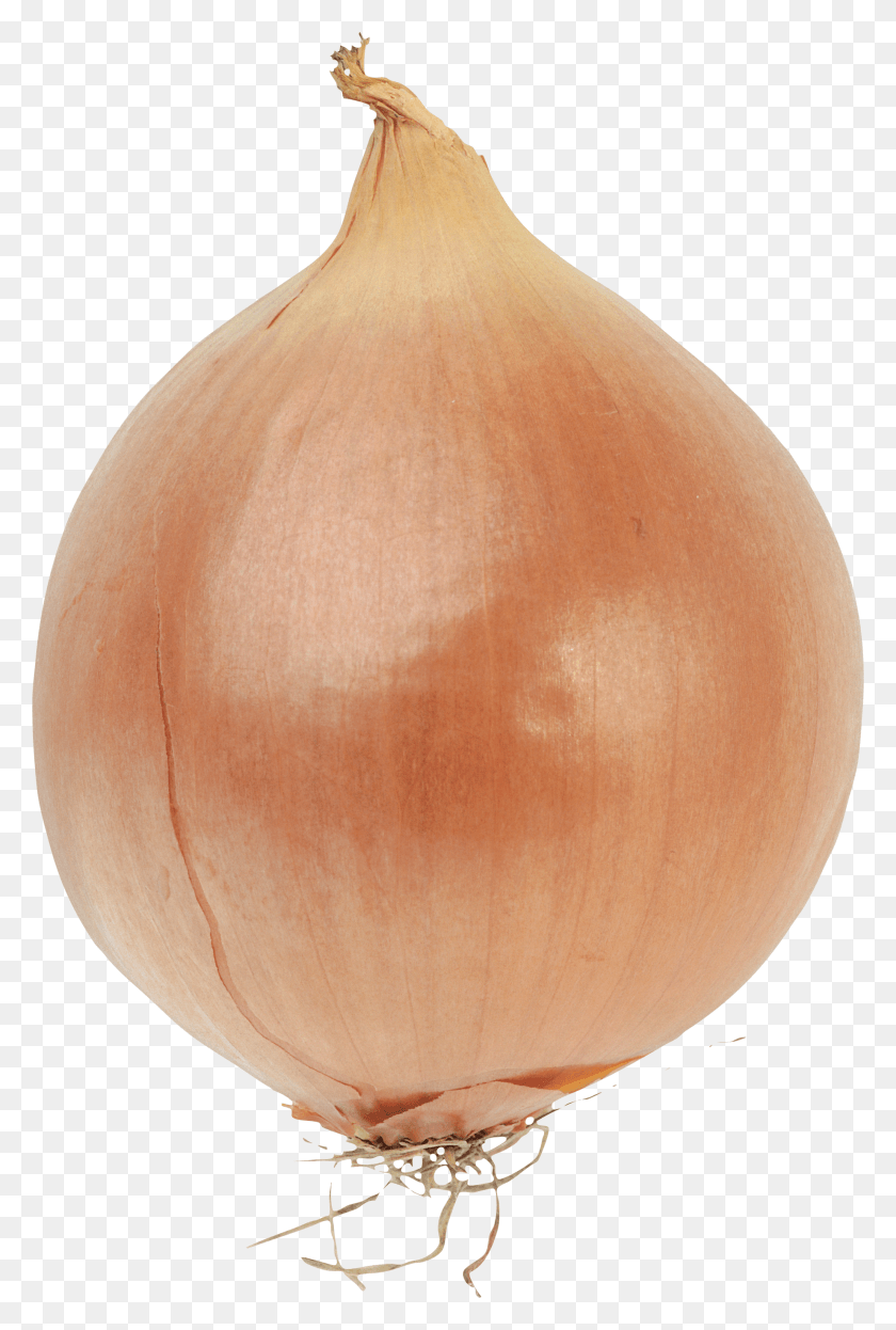 1841x2800 Onion Image Onion With No Background, Plant, Lamp, Vegetable HD PNG Download