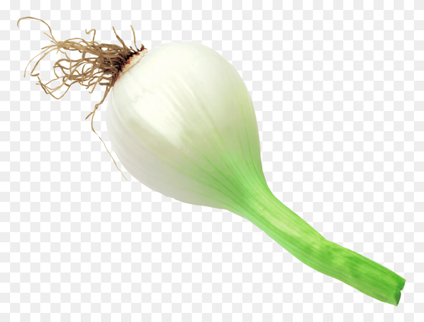 2992x2218 Onion Scanned Welsh Onion, Plant, Food, Vegetable HD PNG Download