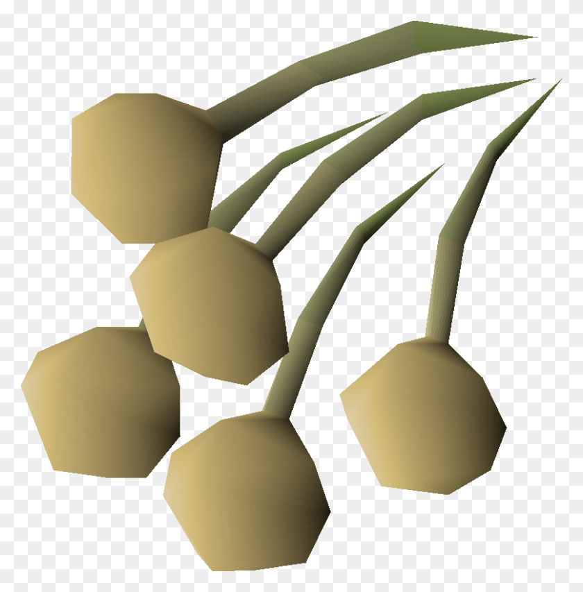 806x820 Onion Seed Osrs, Lamp, Plant, Flower HD PNG Download