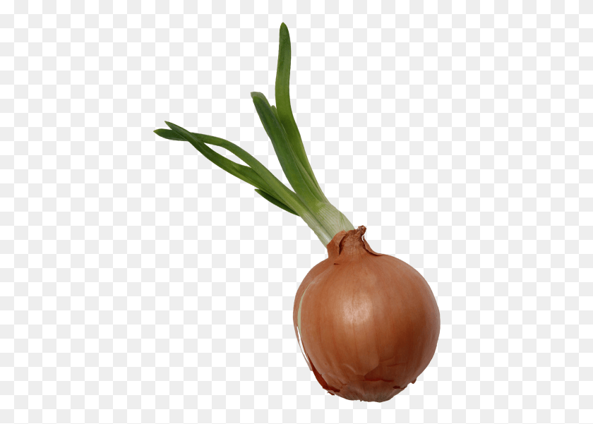 410x541 Onion Shallot, Plant, Vegetable, Food HD PNG Download