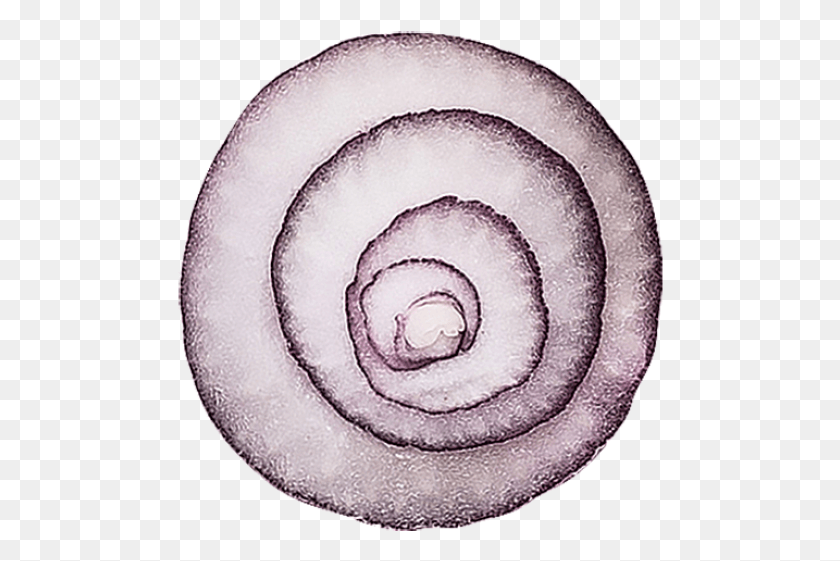 486x501 Espiral De Cebolla, Bobina, Alimentos, Esfera Hd Png