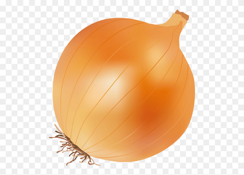 505x542 Onion Yellow Onion, Plant, Shallot, Vegetable HD PNG Download