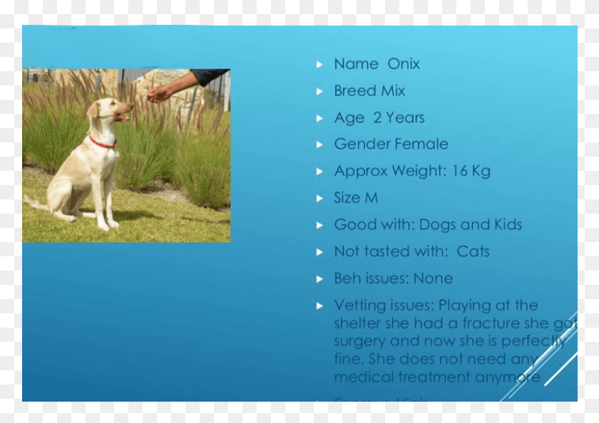 801x549 Descargar Pngonix Adoptado En Un Hogar Para Siempre Labrador Retriever, Perro, Mascota, Canino Png