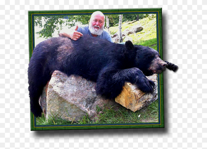 619x546 Охота На Черного Медведя В Онтарио Охота На Арбалета Bowarchery Охота На Медведя В Онтарио, Дикая Природа, Млекопитающее, Животное Png Скачать