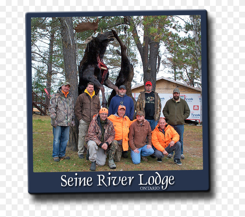 675x683 Ontario Resident Deer Amp Moose Hunting Ontario Moose Hanging, Person, Tree, Plant HD PNG Download