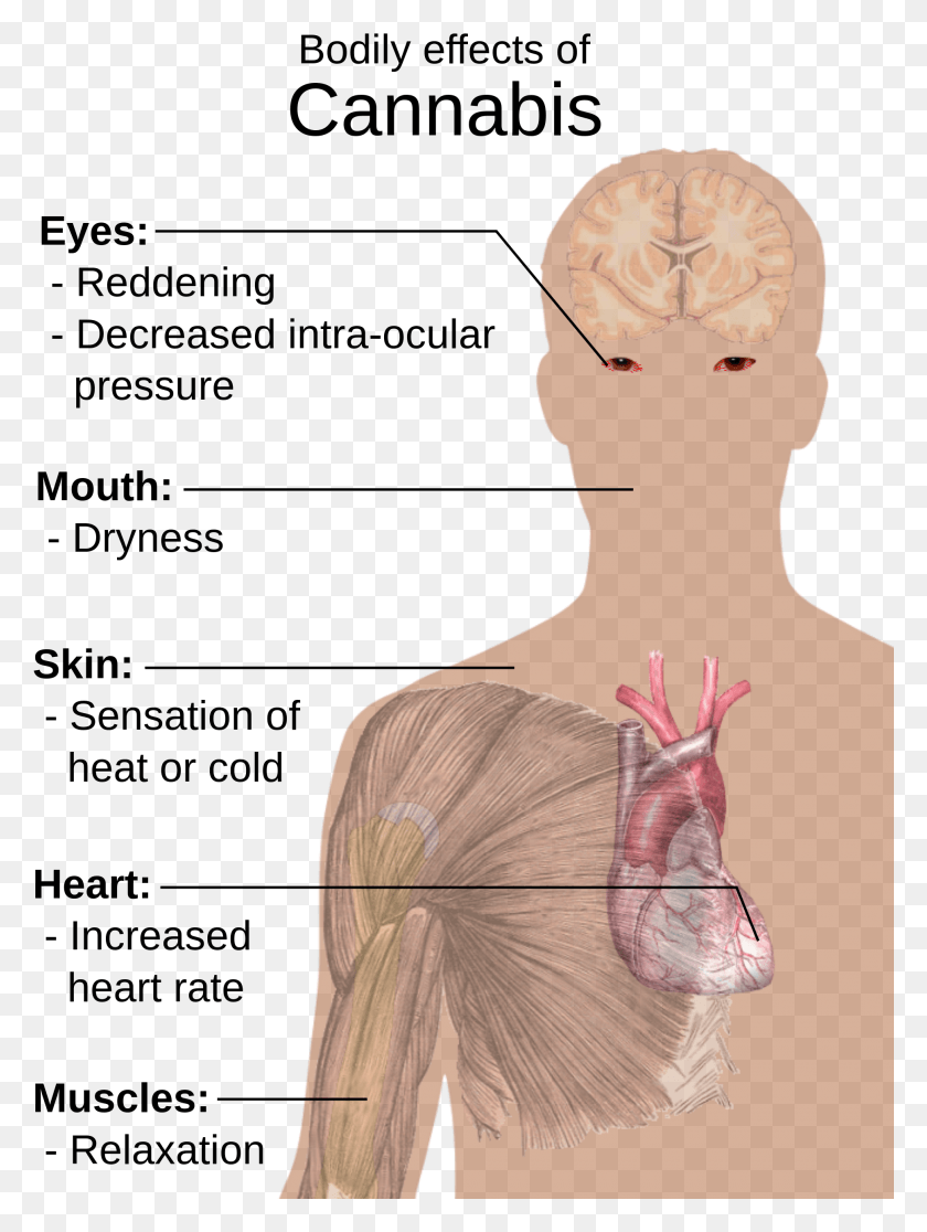 1940x2628 Open Bodily Effects Of Cannabis, Head, Neck, Back HD PNG Download