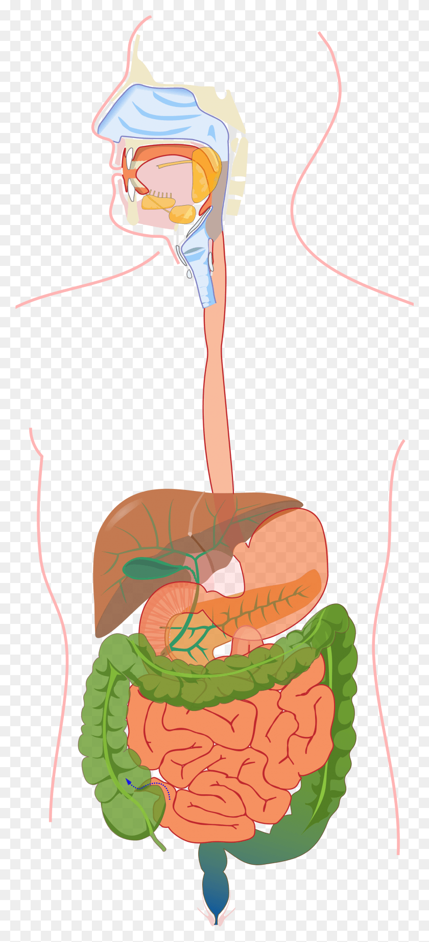 2001x4572 Open Cholera In Digestive System, Helmet, Clothing, Apparel HD PNG Download