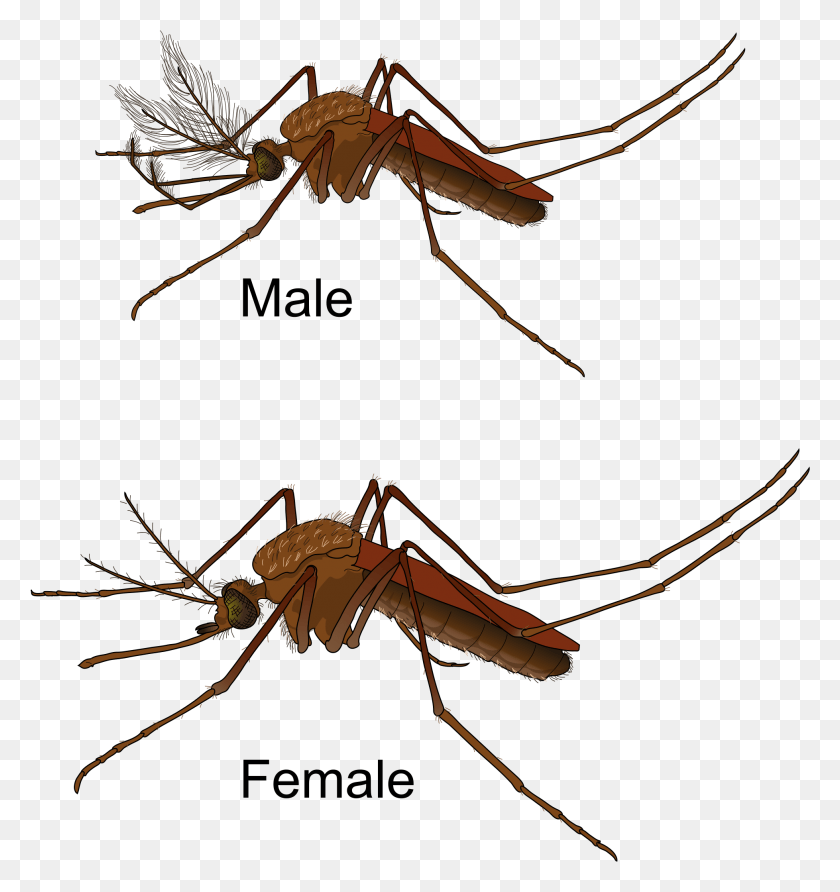 1957x2088 Open Culex Mosquito Male And Female, Insect, Invertebrate, Animal HD PNG Download