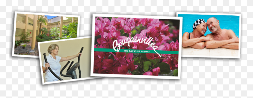 954x325 Open Day October 6th 10am To 4pm Bougainvillea, Petal, Flower, Plant HD PNG Download