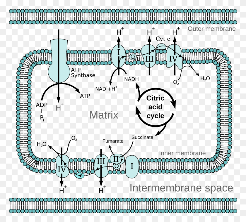1993x1789 Open Mitochondrial Electron Transport Chain Diagram, Text, Zipper, Label HD PNG Download