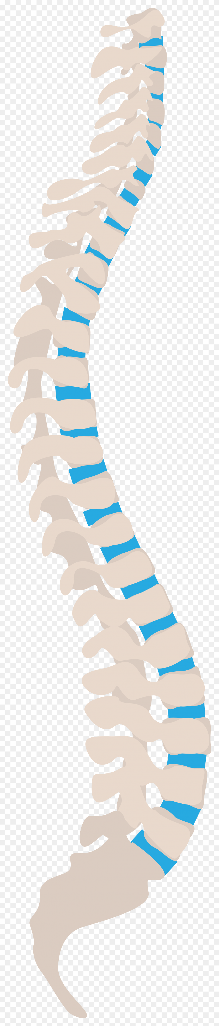 2000x9929 Open Spine Tips For Health Workers, Food, Sweets, Confectionery Descargar Hd Png