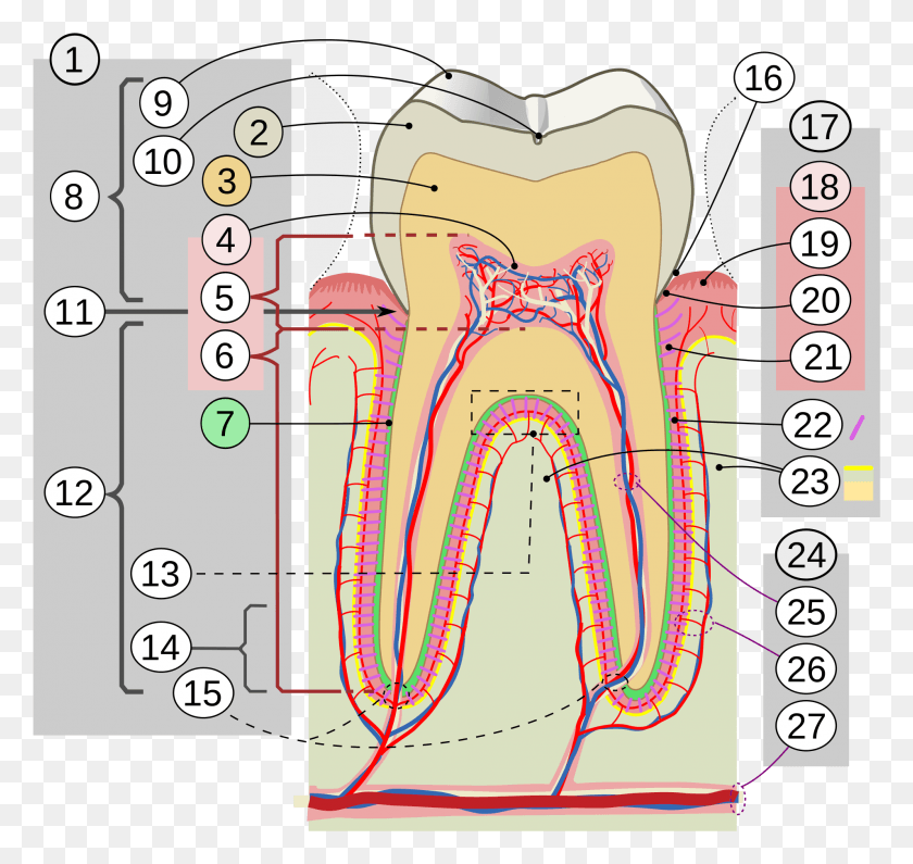 1908x1798 Open Tooth Cross Section Tamil, Word, Number, Symbol HD PNG Download