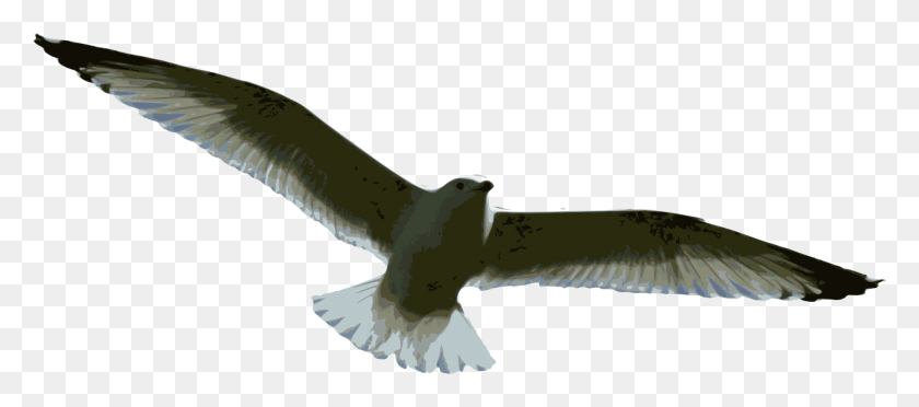 1885x754 Open Vuelo Dibujo Gaviota, Animal, Bird, Flying HD PNG Download