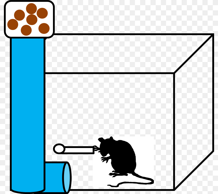Operant Conditioning, Animal, Mammal, Rat, Rodent Clipart PNG