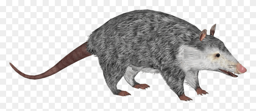 1099x433 Opossum Rat, Mammal, Animal, Wildlife HD PNG Download