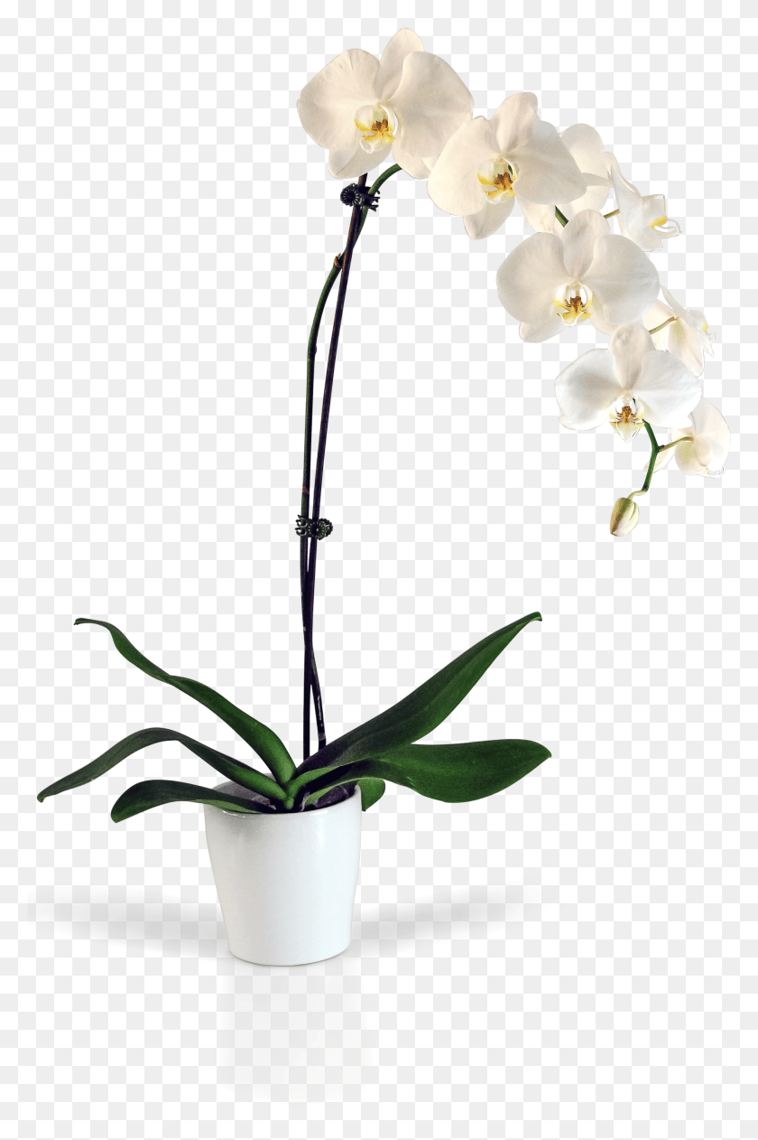 2089x3221 Оптимизированные Орхидеи Hq Клипарты, Растение, Цветок, Цветение Hd Png Скачать