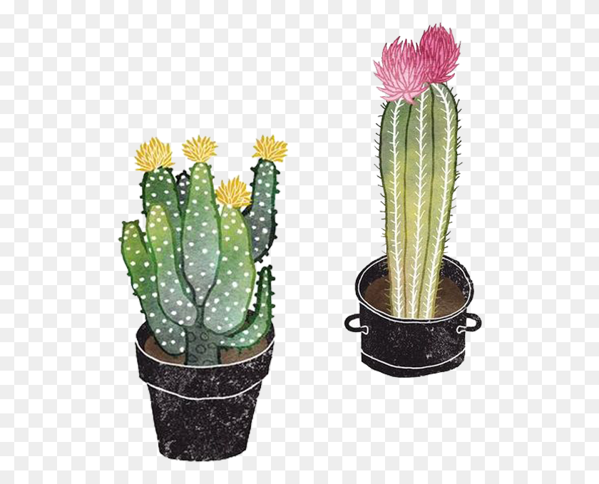 512x619 Opuntioideae Succulent Plant Illustration Flowerpot, Cactus HD PNG Download