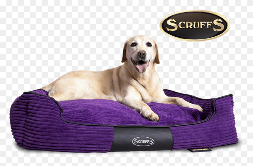 938x591 Or Looking For A Bed That Properly Supports An Ageing, Dog, Pet, Canine HD PNG Download