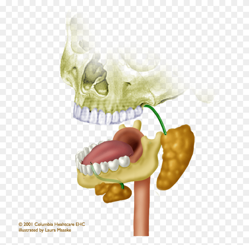 716x766 Анатомия Ротовой Полости Череп, Зубы, Рот, Губа Hd Png Скачать