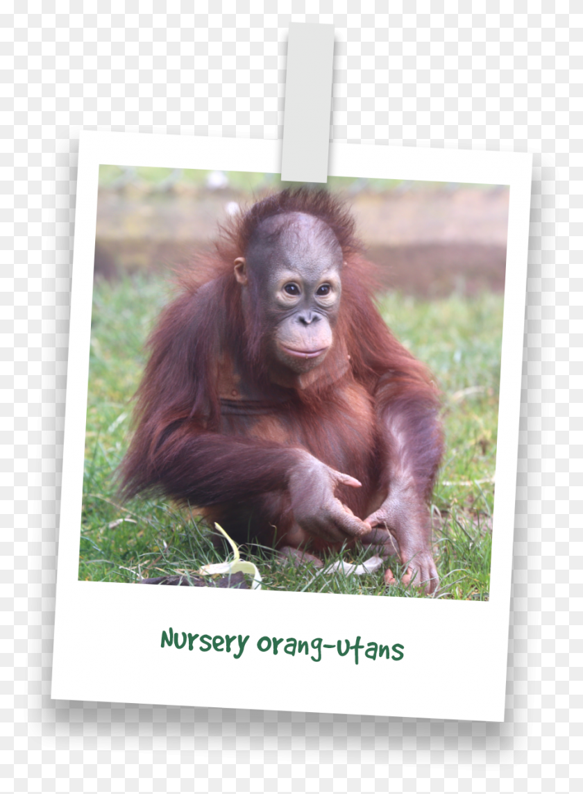 896x1245 Orangután Orangután, Mono, La Vida Silvestre, Mamífero Hd Png