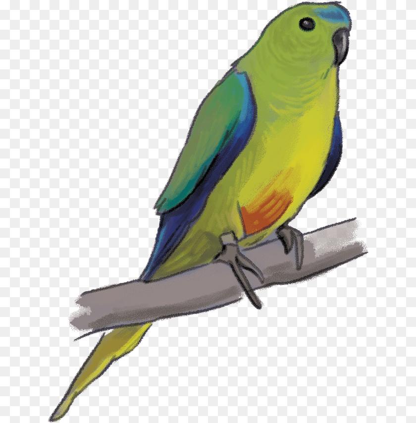 Orange Bellied Parrot, Animal, Bird, Parakeet Clipart PNG