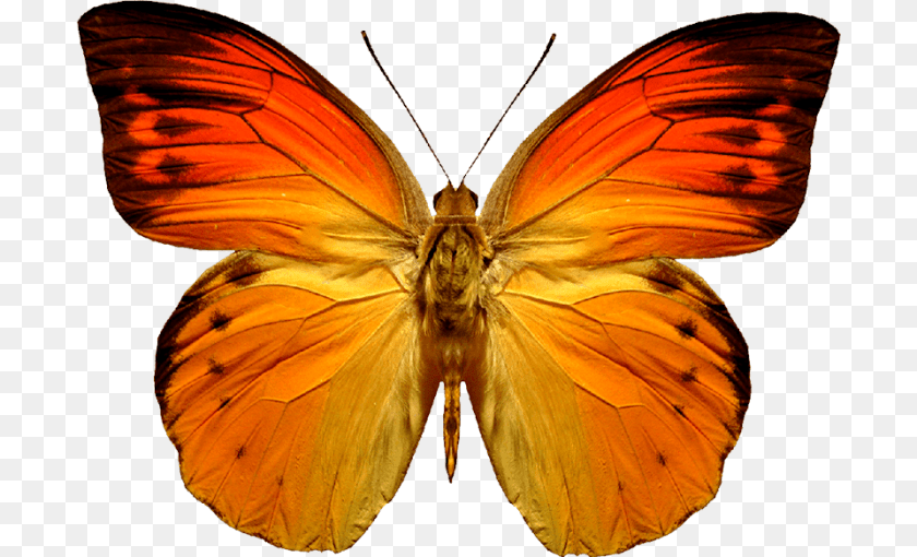 700x510 Orange Butterfly, Animal, Insect, Invertebrate, Moth Transparent PNG