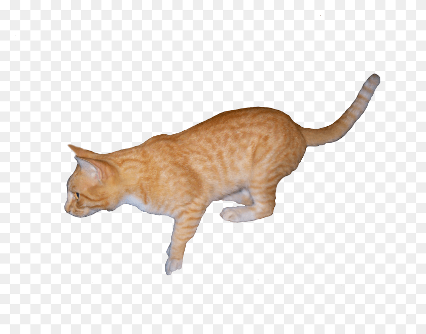 3504x2692 Gato Png