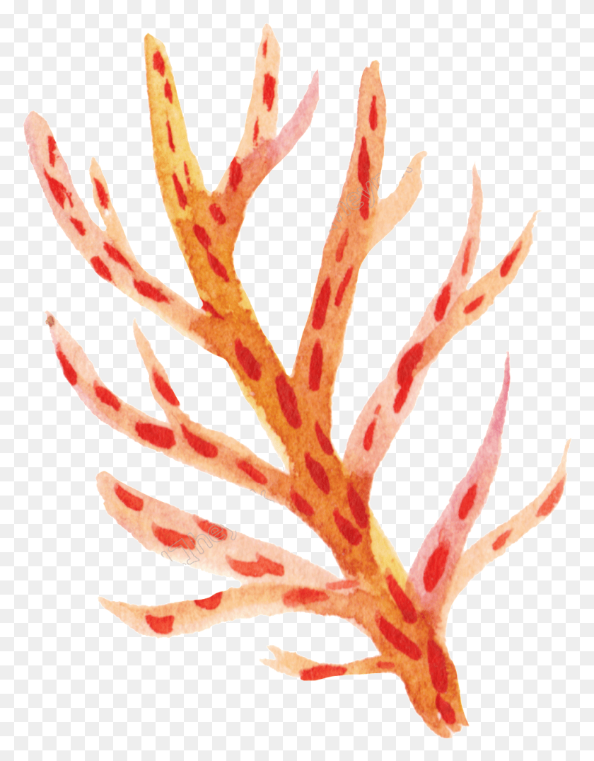 979x1275 Orange Coral Cartoon Coral Transparent, Plant, Flower, Blossom HD PNG Download