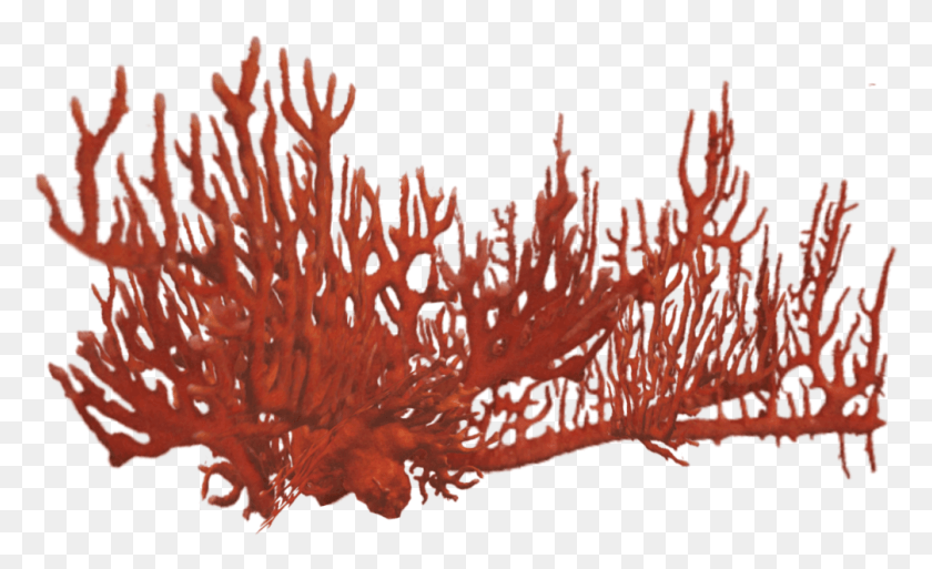 1006x585 Orange Coral Coral Reef .png, Nature, Outdoors, Sponge Animal HD PNG Download