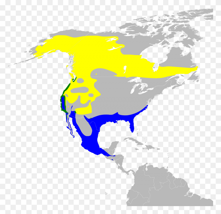 1200x1163 Orange Crowned Warbler North America Religion Map, Diagram, Atlas, Plot HD PNG Download