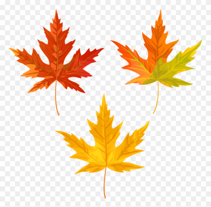 850x831 Orange Fall Leaves Clipart Photo Transparent Background Fall Leaf Clipart, Leaf, Plant, Tree HD PNG Download