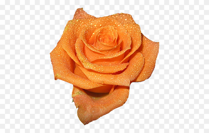 441x477 Orange Floral Rose Tumblr Orange Transparent Flowers, Flower, Plant, Blossom HD PNG Download