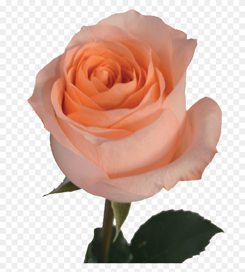 701x871 Orange Flower, Rose, Flower, Plant HD PNG Download