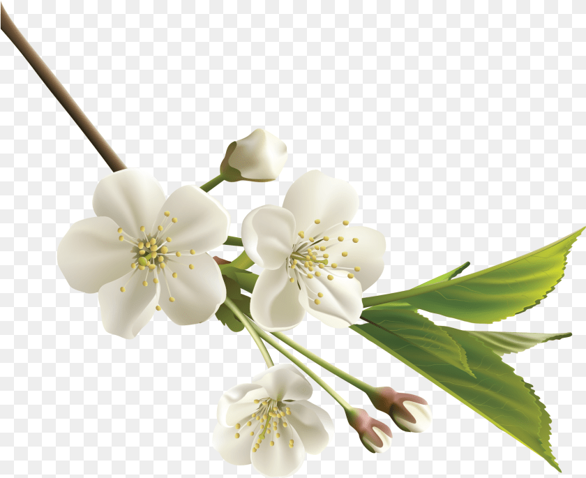 1704x1390 Orange Flower Clipart Realistic Flower Cherry Blossom White, Anther, Plant, Pollen, Anemone Sticker PNG