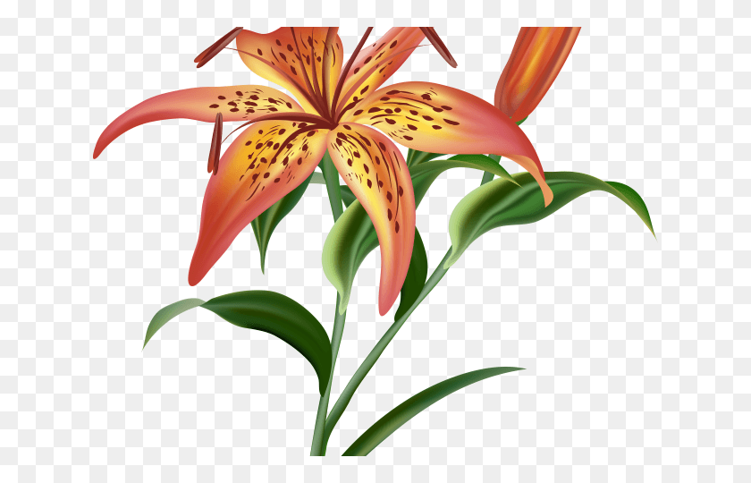 640x480 Orange Flower Clipart Tiger Lily Flower Tiger Lily, Plant, Flower, Blossom HD PNG Download