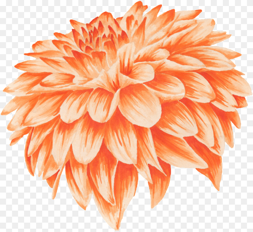 907x833 Orange Flower Petal Portable Network Graphics, Dahlia, Plant, Rose Sticker PNG
