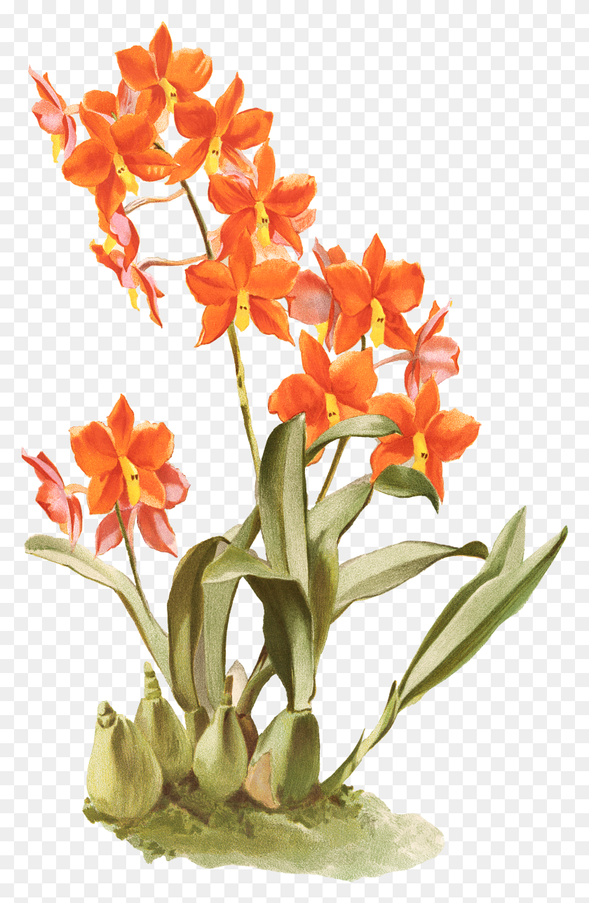 2278x3588 Оранжевый Цветок Для Печати Cattlianthe Jewel Box Hd Png Скачать